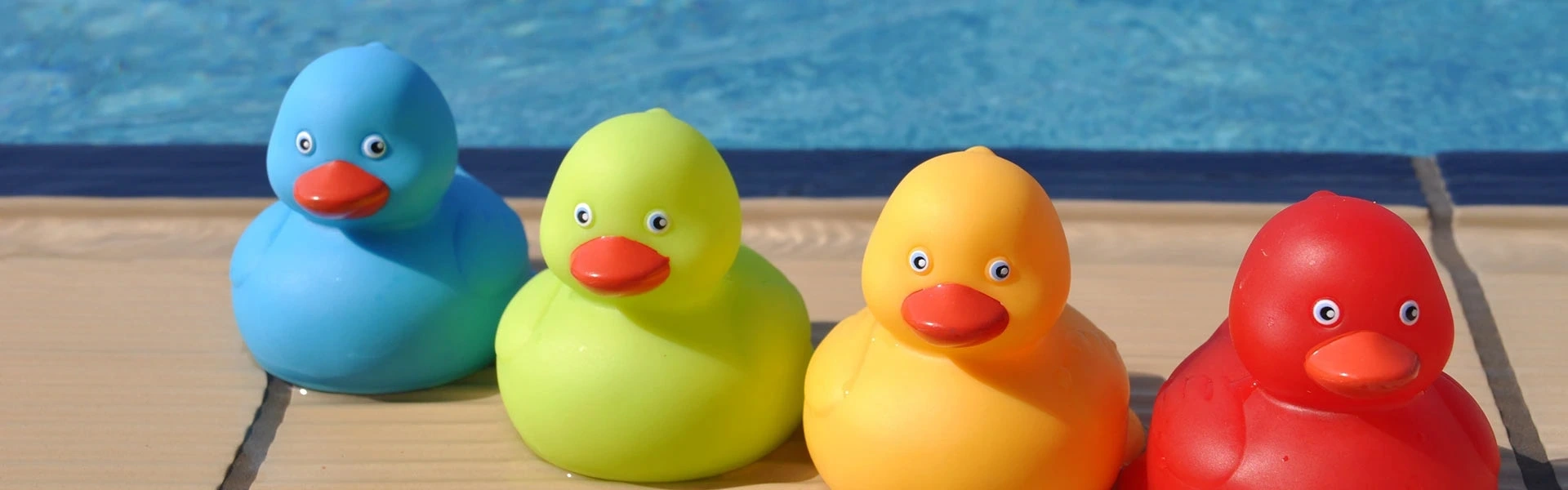How To Keep Birds From Pooping On Your Pool Deck